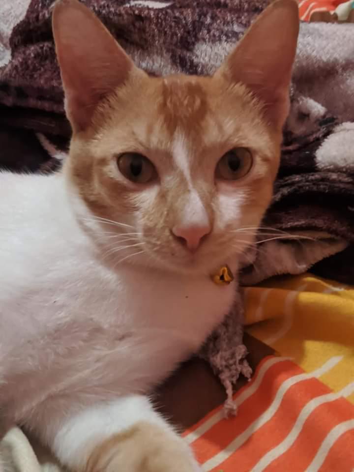 PaulinaTrisna's tweet photo. emang bole segemas ini??
Kesayangankuu
#catlovers #kucingku #kesayanganku https://t.co/yVm6pnWNuQ