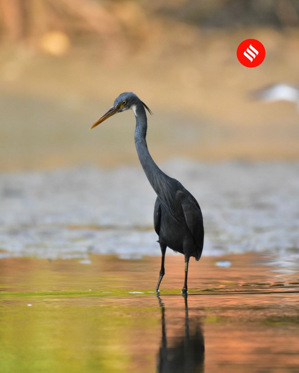 IndianExpress's tweet photo. Can you name our feathered friend? 🪶
Hint: It was photographed in a #mangrove coastal #Karnataka by Sujan Chatra
Let us know and we’ll reveal the answer tomorrow (Aug 29) at 6 PM 👇🏽
#guessthat #bird #birdphotography #birdlovers #birds #indianbirds #migratorybirds #birds_captures #photographylovers #photography