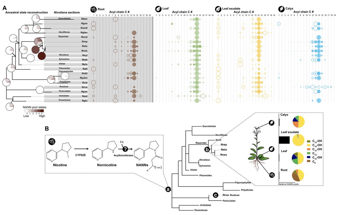 CNRS_IBMP (@cnrs_ibmp) on Twitter photo Unprecedented tissue-level cartography of specialized metabolite diversity in 20 species of the Nicotiana genus by the Gaquerel's group (<a href="/e_gaquerel/">Emmanuel Gaquerel (@egaquerel.bsky.social)</a> from <a href="/cnrs_ibmp/">CNRS_IBMP</a>) in <a href="/ScienceAdvances/">Science Advances</a>, please RT !
▶️science.org/doi/10.1126/sc… Unprecedented tissue-level cartography of specialized metabolite diversity in 20 species of the Nicotiana genus by the Gaquerel's group (<a href="/e_gaquerel/">Emmanuel Gaquerel (@egaquerel.bsky.social)</a> from <a href="/cnrs_ibmp/">CNRS_IBMP</a>) in <a href="/ScienceAdvances/">Science Advances</a>, please RT !
▶️science.org/doi/10.1126/sc…