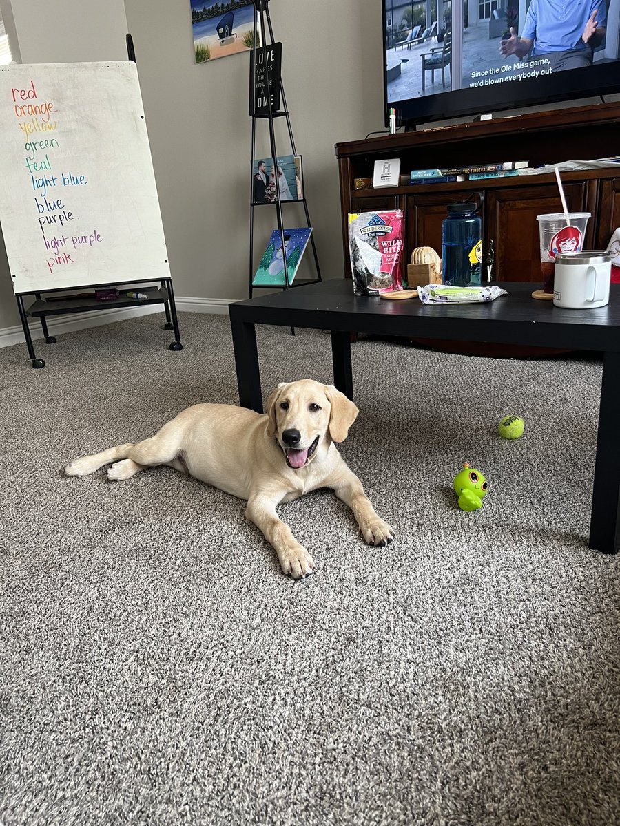 buckel_n's tweet photo. here are some pics of our new pup finley to brighten your day 🤍 https://t.co/NgtYiSU7oK