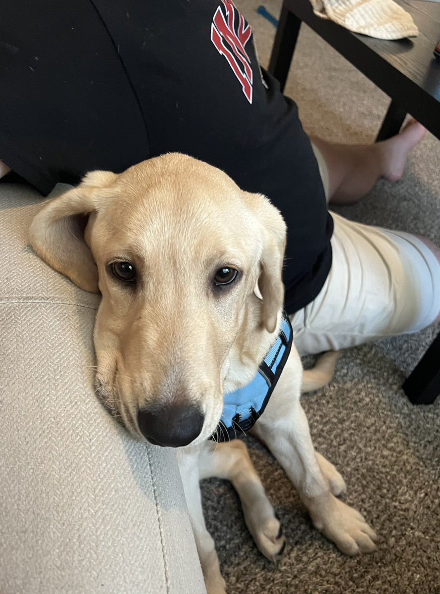 buckel_n's tweet photo. here are some pics of our new pup finley to brighten your day 🤍 https://t.co/NgtYiSU7oK