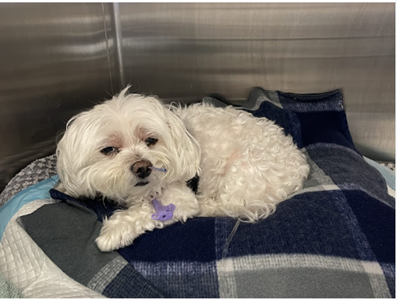 advanced_vet's tweet photo. AVCC nurses are the best! Thank you, Pooja Halwasiya  for your wonderful review! “I am beyond words to express how grateful I am for this place. I would love to thank Kristy, Ana, Alexis and Teresa for being such amazing nurses. Highly recommend this place! #advetcc https://t.co/AUcX10BI3c