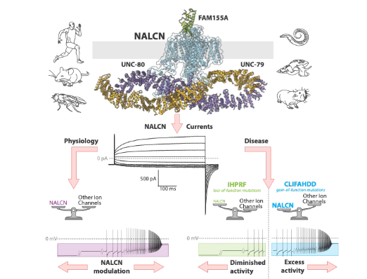 New in <a href="/physiolrev/">Physiological Reviews</a>: "New insights into the physiology and pathophysiology of the atypical sodium leak channel NALCN" by @arnaud_monteil et al. 

ow.ly/IU6950PEGoI

#CellExcitability #SodiumLeakChannelNALCN #ArticlesinPress
