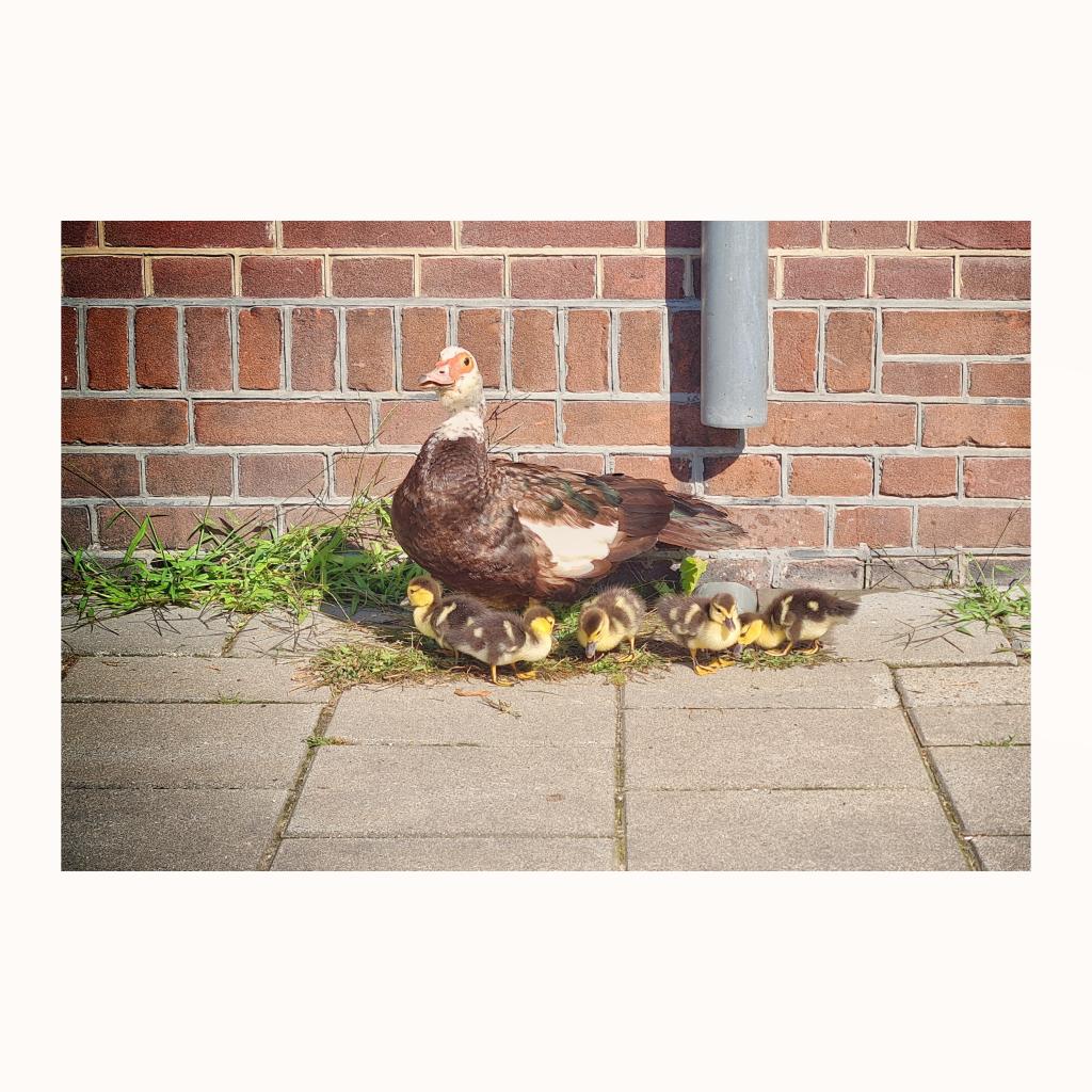 #pulletjes #ducklings #babyducks #muskuseend #eend #duck #muscovyduck