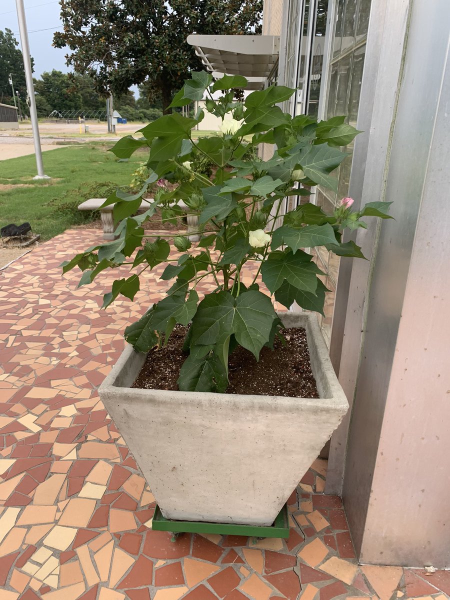 This plant needs a name - or maybe at least a nickname.  It’s a DP 2127 B3XF plant that has become the unofficial LC mascot.  We plan to keep it growing around the office for a while.  Any suggestions??