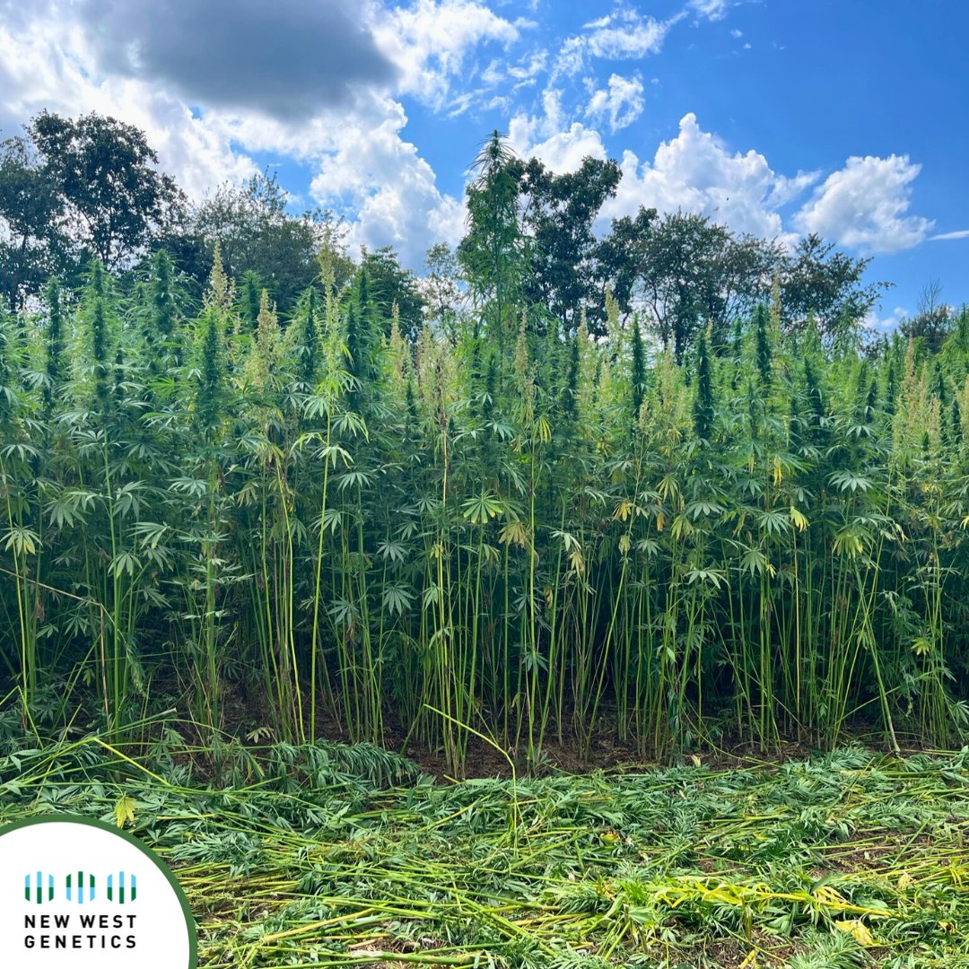 newwestgenetics's tweet photo. It's a great time to visit fields at their peak. NWG's Wendy Mosher visited producers and partners in PA. Between @KingsAgriseeds and @pennstatehemp, she visited Steve Groff’s Cedar Meadow Farms. Groff’s stands of NWG 2463 and NWG 4113 are pictured here. #fiberhemp #genetics https://t.co/kbrlZstRa5