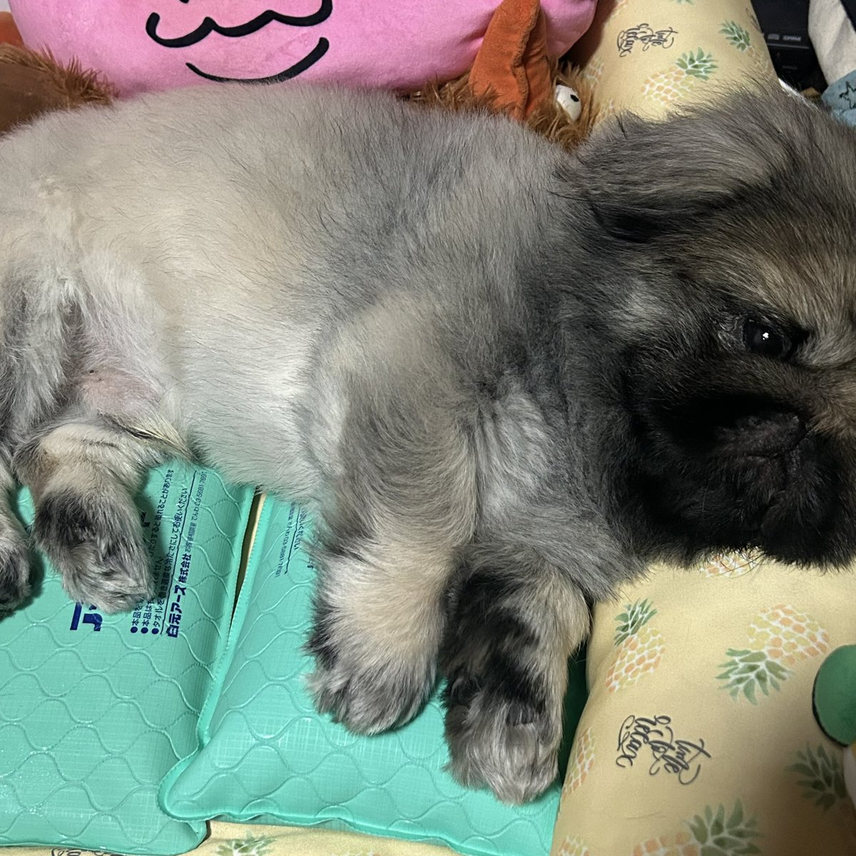 ten1003lemon's tweet photo. おもちゃを勝手に捨てると
すぐに察知して
ゴミ箱に急いで取りに行って
自分のテリトリーに持っていき
唸り出すのがこやつです↓↓↓ https://t.co/FMwcxMFrrx