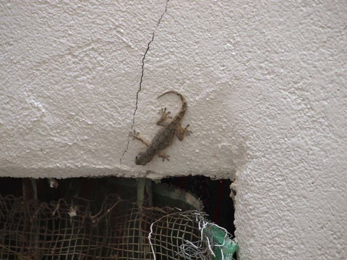 Salamanquesas 🦎
Dragonet 🦎
Saltorrostros 🦎
Aldabón  🦎
Esgarrarropas  🦎
Perenquenes   🦎
Distintos nombres para un mismo especialista en eliminar 🐜🕷️
Ni escupen, ni muerden, ni son venenosas, ni molestan, respetemos a una especie que cumple una función ecológica