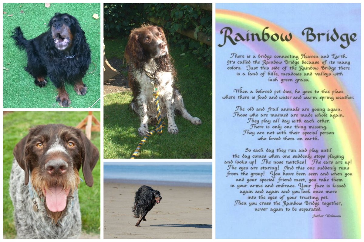 Rainbow Bridges for pets tweet media