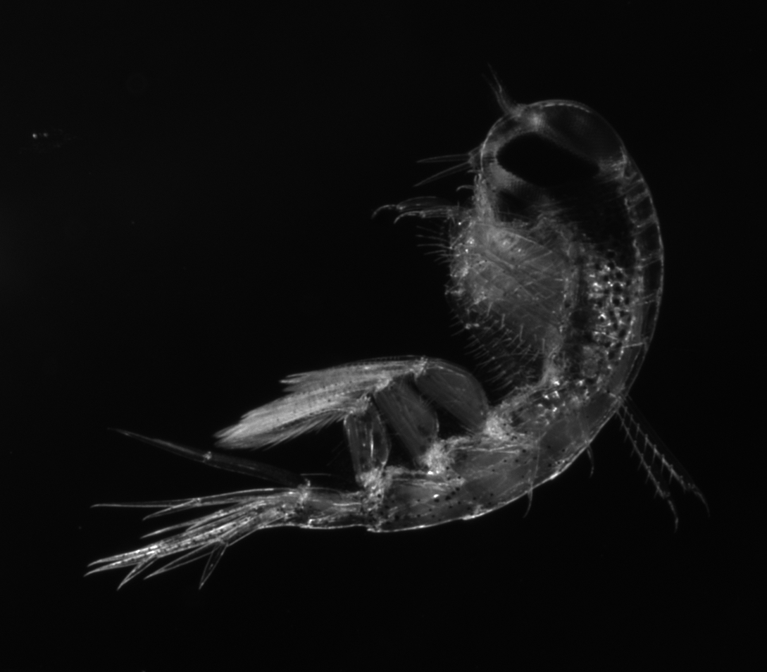 AWI Media (@awi_media) on Twitter photo New #AWI study shows: Due to #SeaIce retreat, #zooplankton could remain in the deep longer. #ClimateChange is affecting the migration of the tiny organisms. <a href="/MOSAiCArctic/">MOSAiC Expedition</a>
awi.de/en/about-us/se…
📸Barbara Niehoff New #AWI study shows: Due to #SeaIce retreat, #zooplankton could remain in the deep longer. #ClimateChange is affecting the migration of the tiny organisms. <a href="/MOSAiCArctic/">MOSAiC Expedition</a>
awi.de/en/about-us/se…
📸Barbara Niehoff