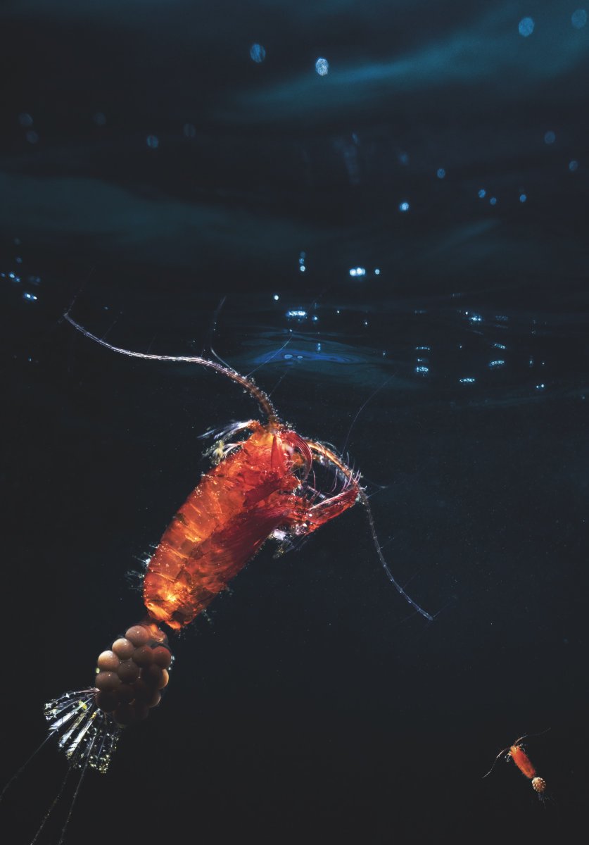 Neue #AWI-Studie zeigt: #Klimawandel verändert die Wanderung von #Zooplankton und lässt die winzigen Tiere künftig länger in der Tiefe der Ozeane bleiben. 

awi.de/ueber-uns/serv…

📸Mario Hoppmann