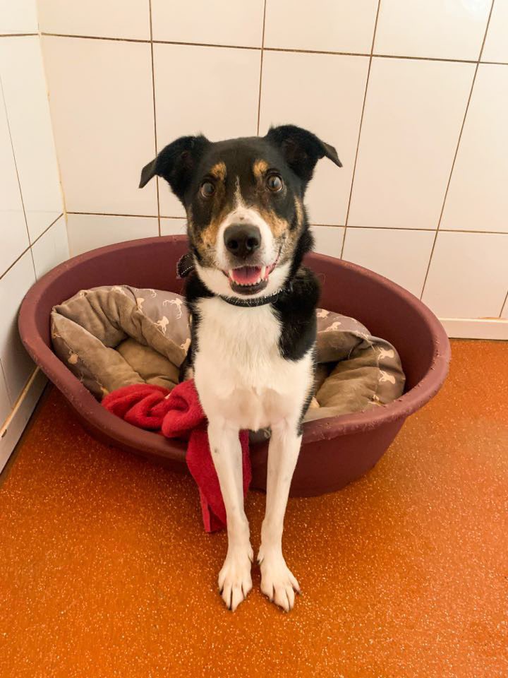Billy needs your help in finding a new home bordercollietrustgb.org.uk/rehoming/how-d…