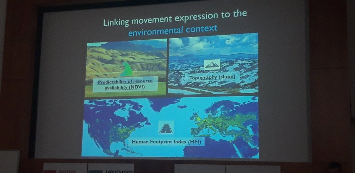 BES_Move_SIG's tweet photo. "Human impact and movement patterns of red deer and elk across 2 continents" - Steffen Mumme presents now his work at #BESMove2023 https://t.co/z4x7TKG5Wg