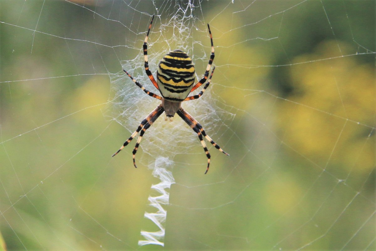 bcbeancounter's tweet image. A beautiful Wasp Spider, a first for me. Simply stunning! #waspspider #northantswildlife