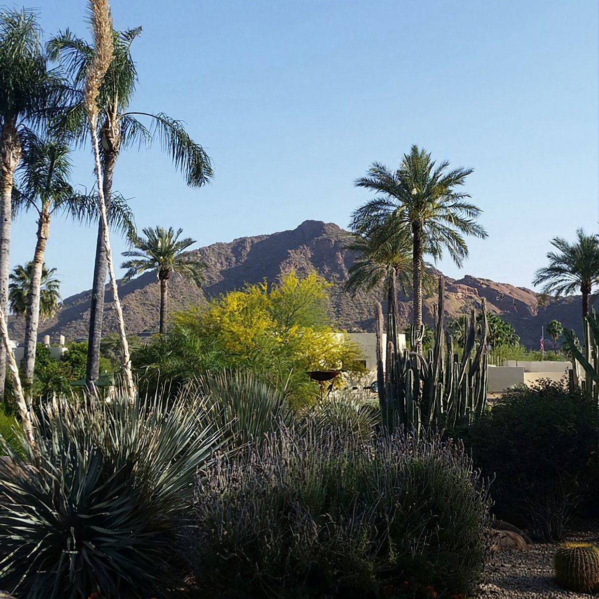 paulmaranto's tweet image. Scottsdale Arizona 

#CamelbackMountain #Scottsdale #Arizona #photography