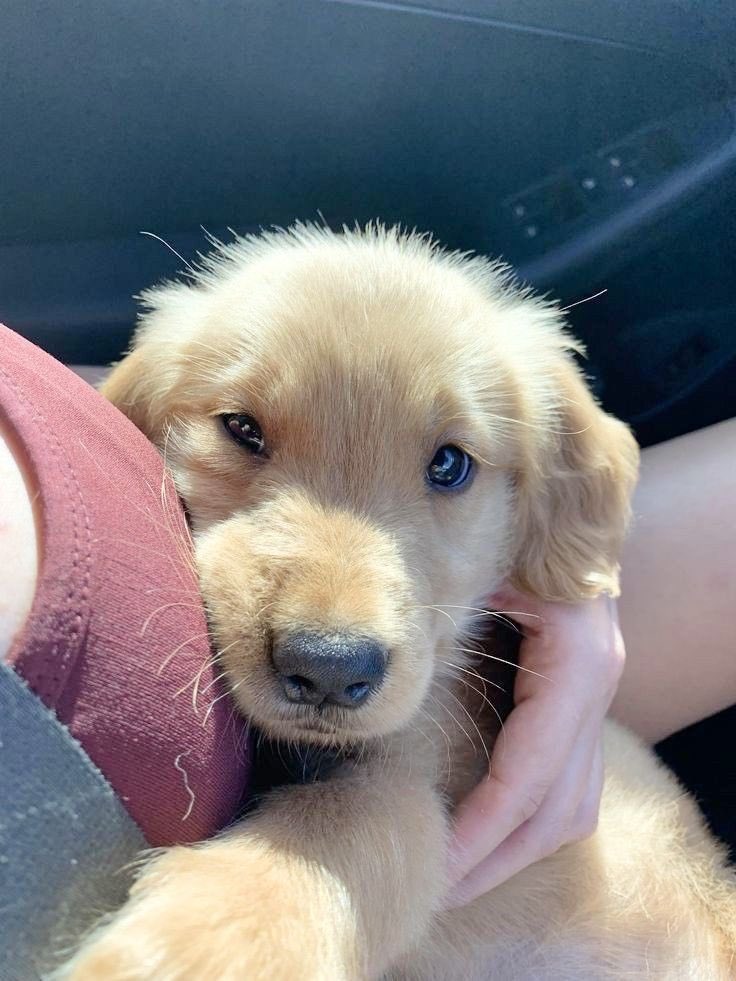 bbysanimals's tweet image. 