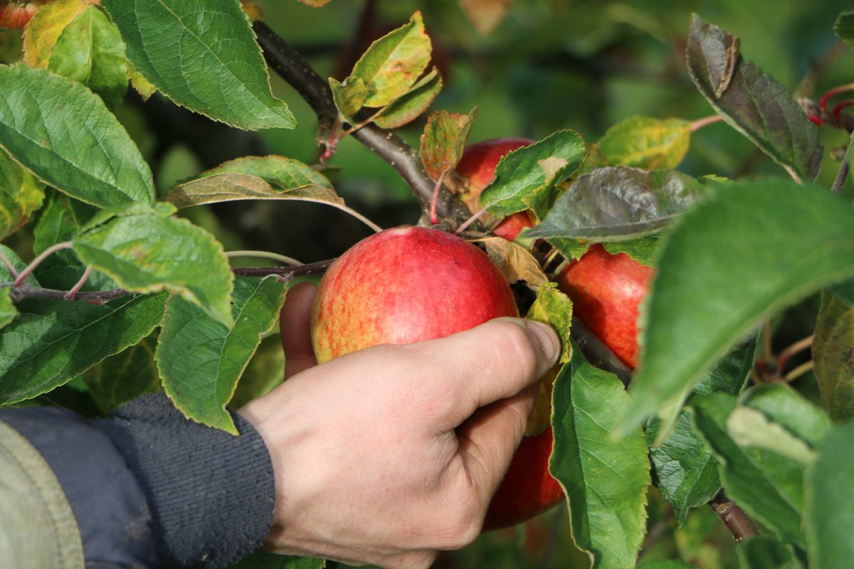 Every apple that goes into our tasty cider is handpicked 🍎 You can pick some up here - dankellyscider.com/shop

#DanKellysCider
