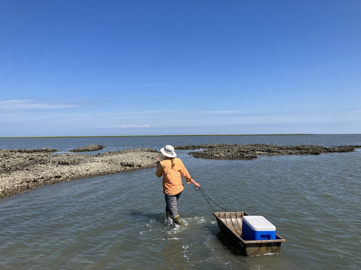 Virginia Coast Reserve LTER tweet media