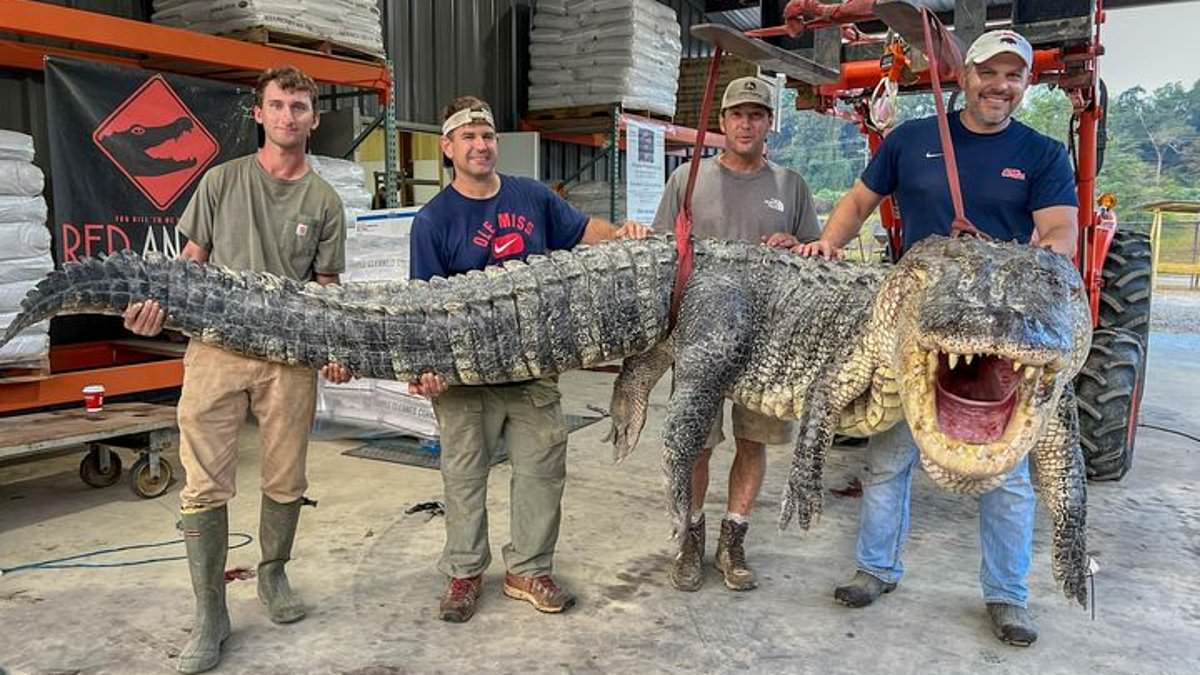 DailyMailUK's tweet photo. Monster alligator weighing 800lbs and 14ft long sets new Mississippi state record after hunters spent seven hours reeling him in https://t.co/H687IL8rQM https://t.co/WBdKxbUi48