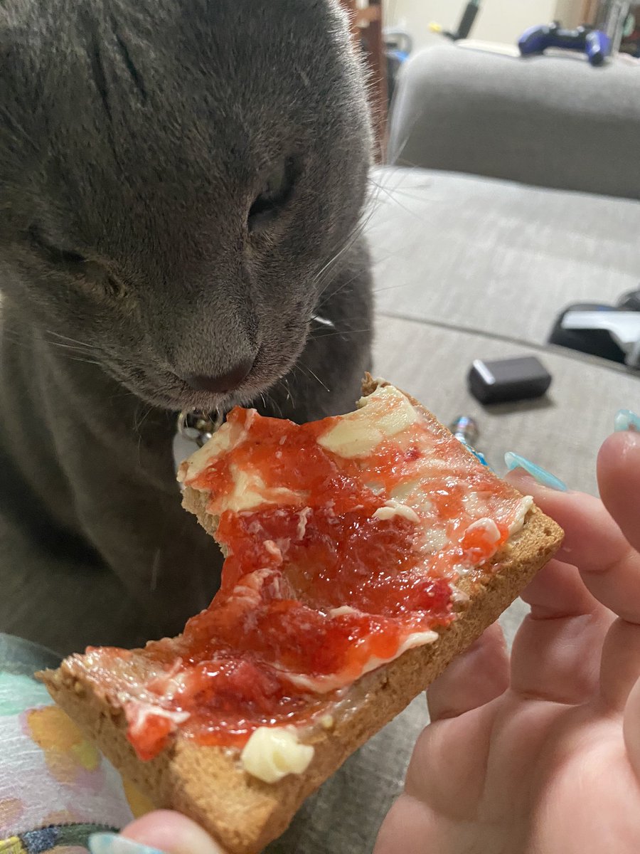 wesleygreycat's tweet photo. Mom made strawberry freezer jam. #cats #CatsOfTwitter #CatsOfX #yum https://t.co/JvYmXUidyg