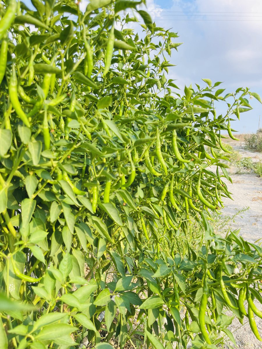 Όταν οι πιπερκες έχουν 
κκεφκια🌶️🌶️#αψα