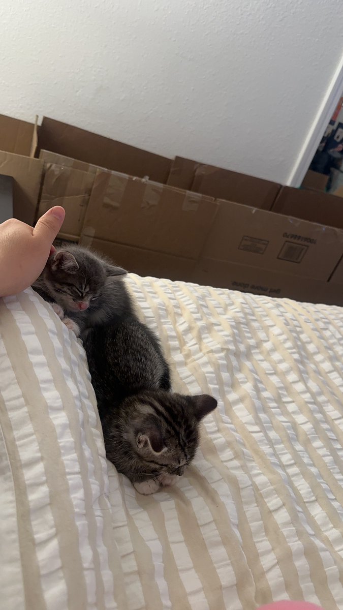 Arley Sorg tweet media