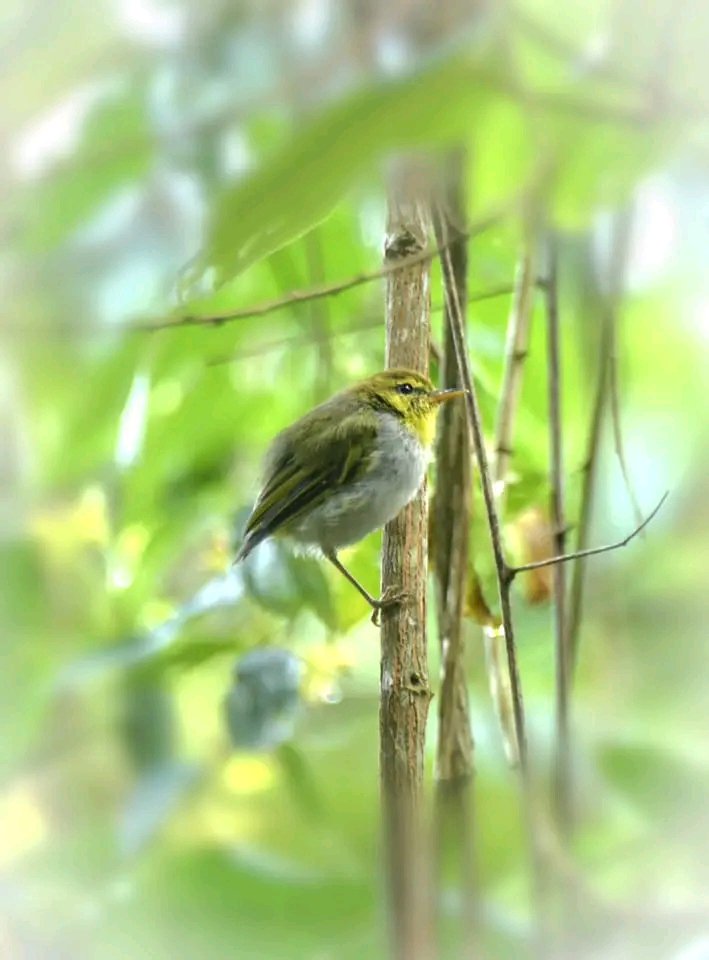 Yellow-throated Woodland Warbler.
safariblog.site
safariblog.site
#ThePhotoHour #wildlife #TwitterNatureCommunity #BBCWildlifePOTD #birdwatching #BirdSeenIn2023 #travelphotography #BirdsOfTwitter #nature #birdphotography