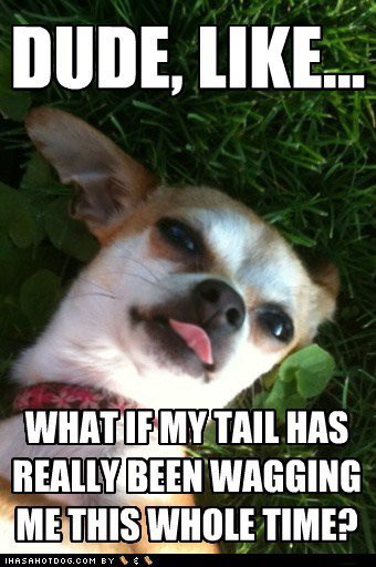 KureWillits's tweet photo. Starting this day with some doggy memes!
#doggy #CannabisCommunity #kure #kurewellness #funny #stoner #high #stonerswithdogs #KureDogs https://t.co/WtLXF0cid4