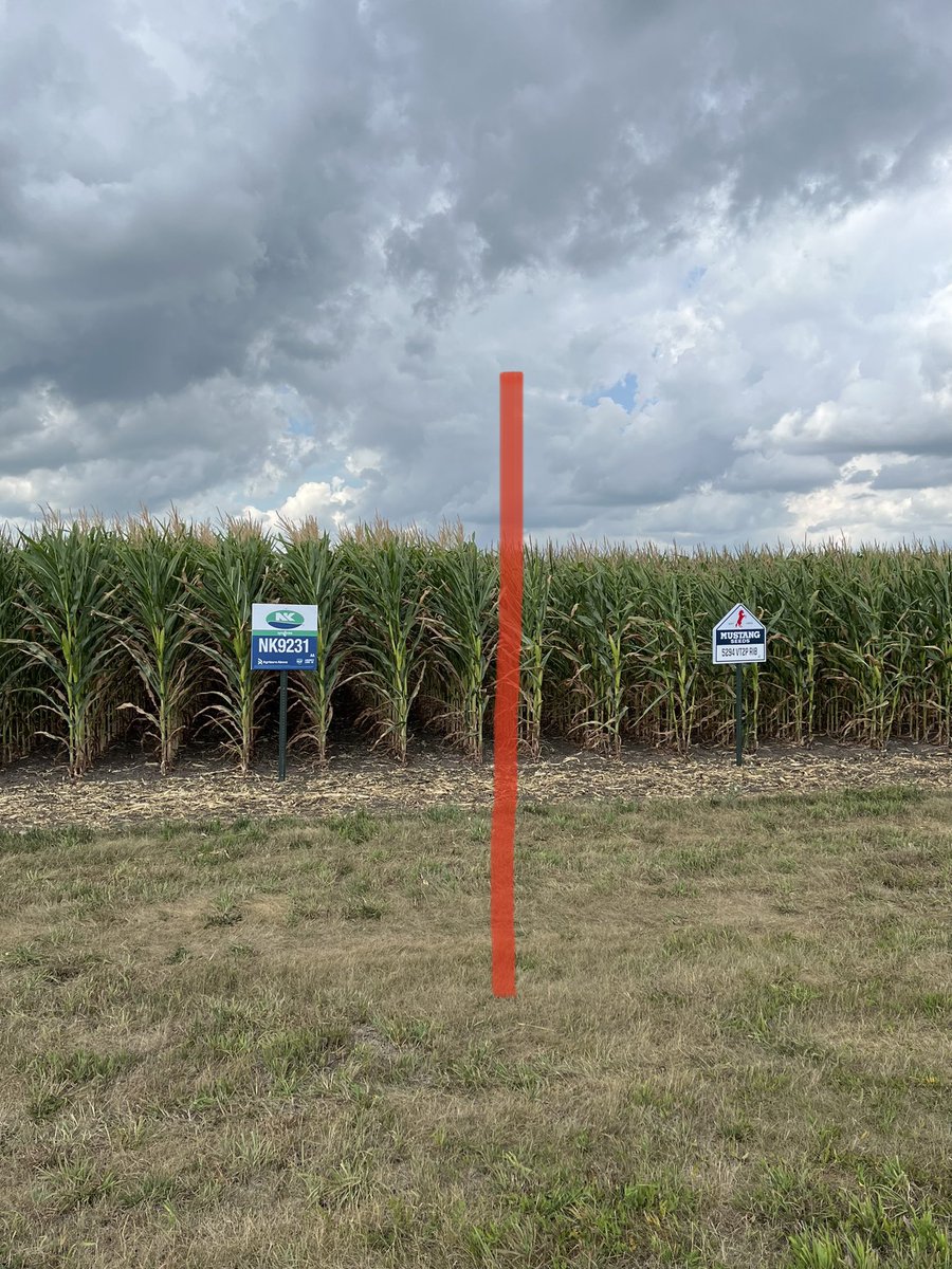 📍South Shore, SD 

NK9231-AA is pairing up well against the competitors in the drought prone sales! 

<a href="/NKSeeds/">NK Seeds</a> #SuccessMatters #PlacedToPerform