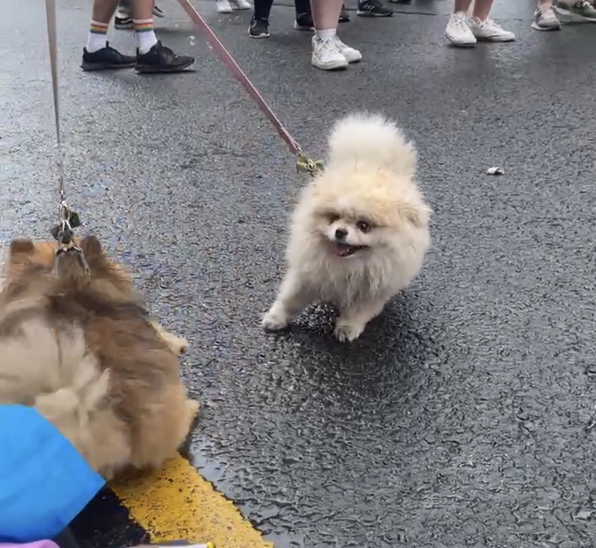 TheProudTrust's tweet photo. πβ¨Thank you to all who joined us at The Proud Place this weekend! We had the best time meeting you all.
Our favourite part was definitely #DogsAtPride https://t.co/8dL0t7dGbR