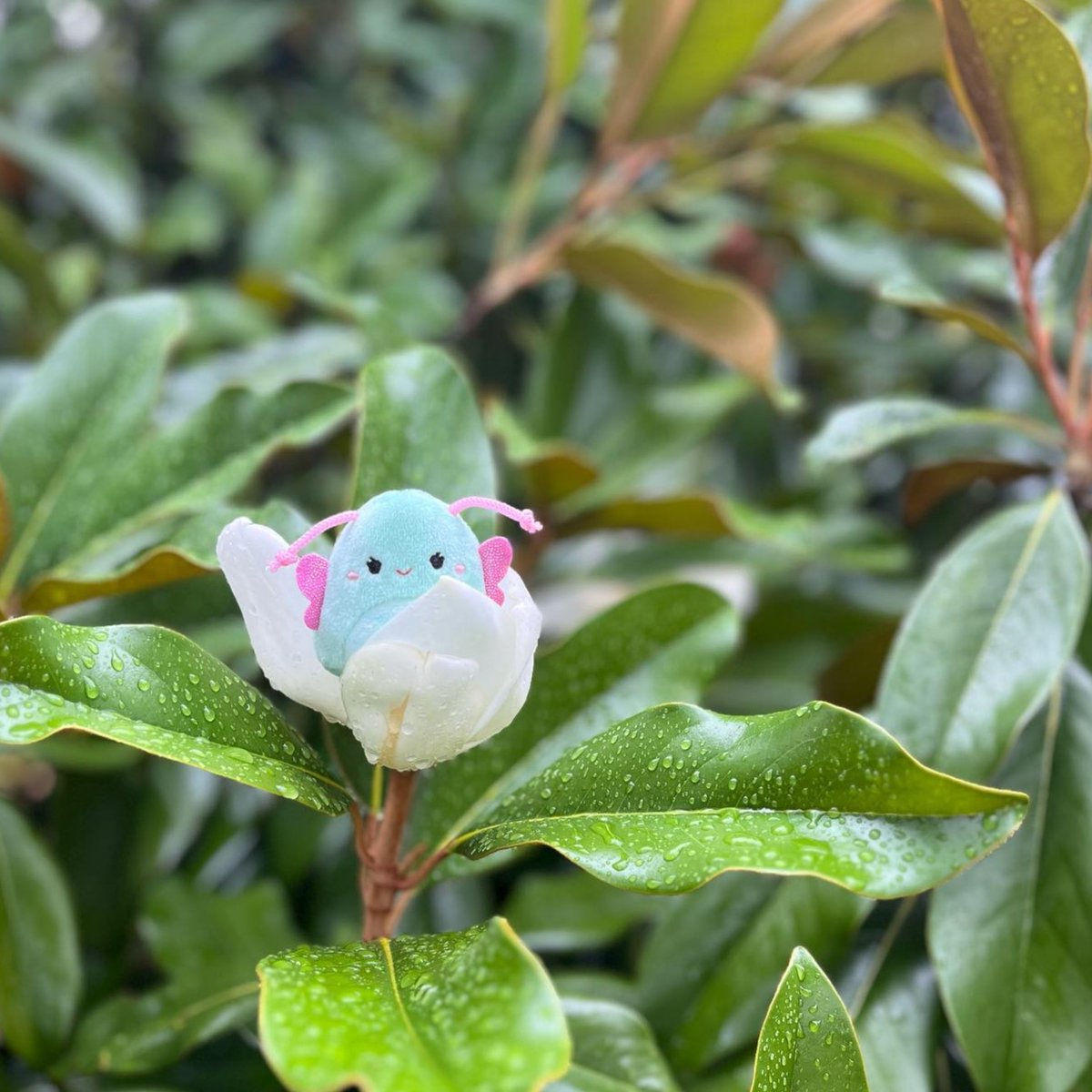 squishville's tweet image. In full blossom 🌷

📷: IG jess.plush.cottage

@Squishmallows @Jazwares #Squishville #Squishmallows #Jazwares