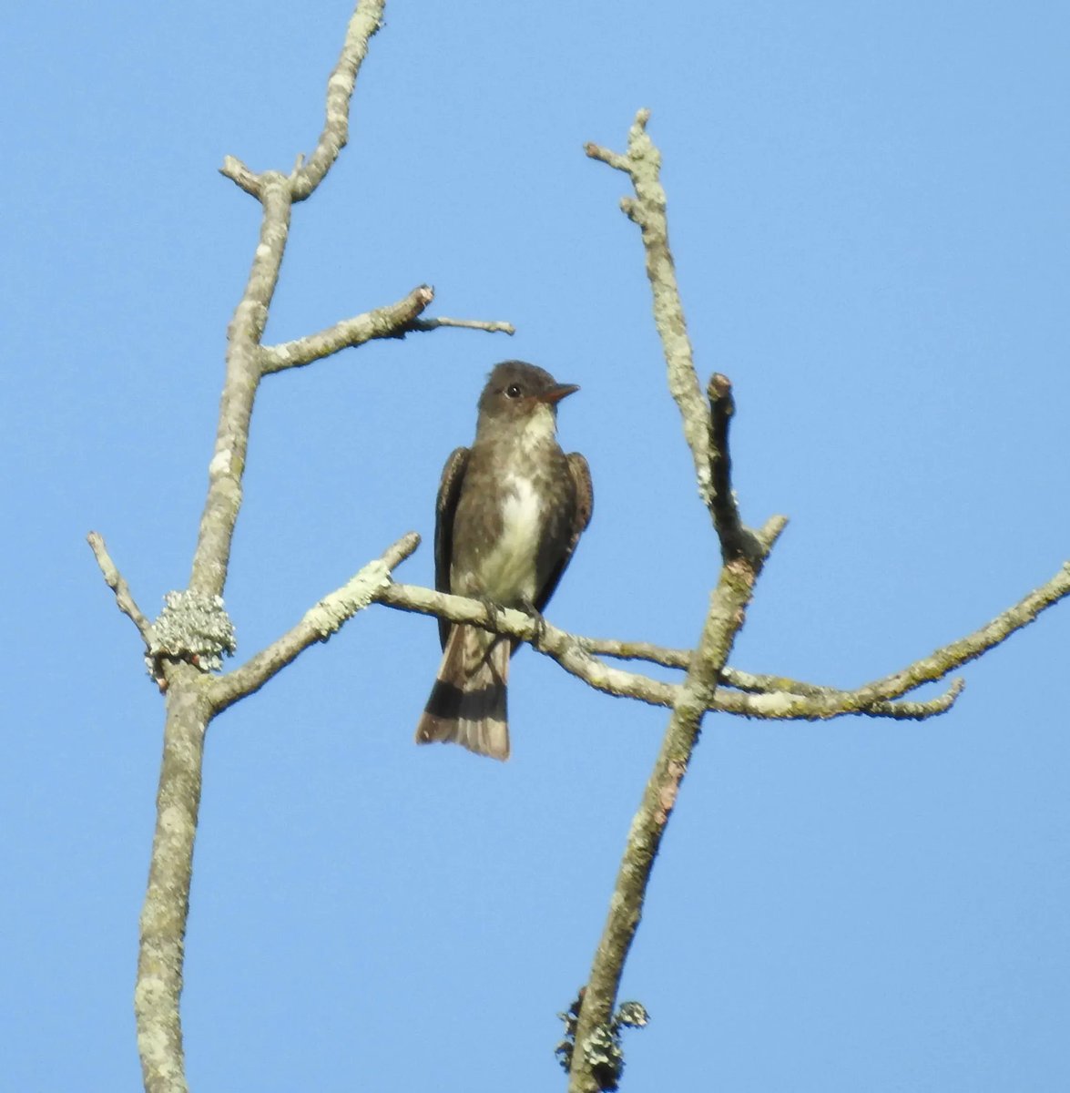 Rare bird sighting! This olive-sided flycatcher rested in our meadow on its migration south from the boreal forests of Canada and Alaska. Kurt Schwarz of the Howard County Bird Club calls this species as a “scarce to rare migrant.” Welcome traveler! 📸: Bonnie Ott