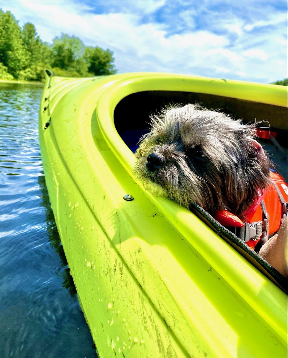 BoatingInBoston's tweet image. Tony the Kayaking dog is out on the water. Why aren't you?🐕🛶
📸- Christine H