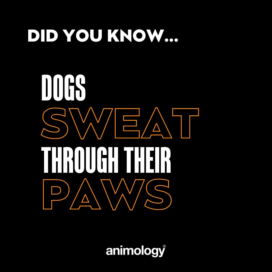 Did you know that dogs sweat?

Dogs have sweat glands called merocrine glands located in their paw pads so you may see little damp paw prints on the floor.

Ever noticed your pup’s paws having a ‘cheesy’ or ‘popcorn’ smell? That’s due to the sweat (still cute though).