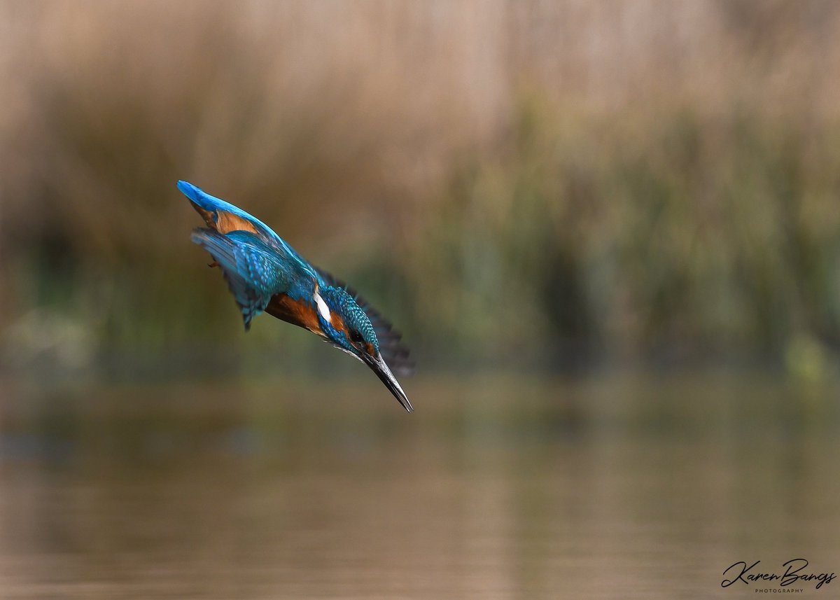 Diving kingfisher. I’m always amazed at how fast kingfishers are! @BBCEarth @BBCCountryfile @BBCSpringwatch @WildlifeMag @Natures_Voice