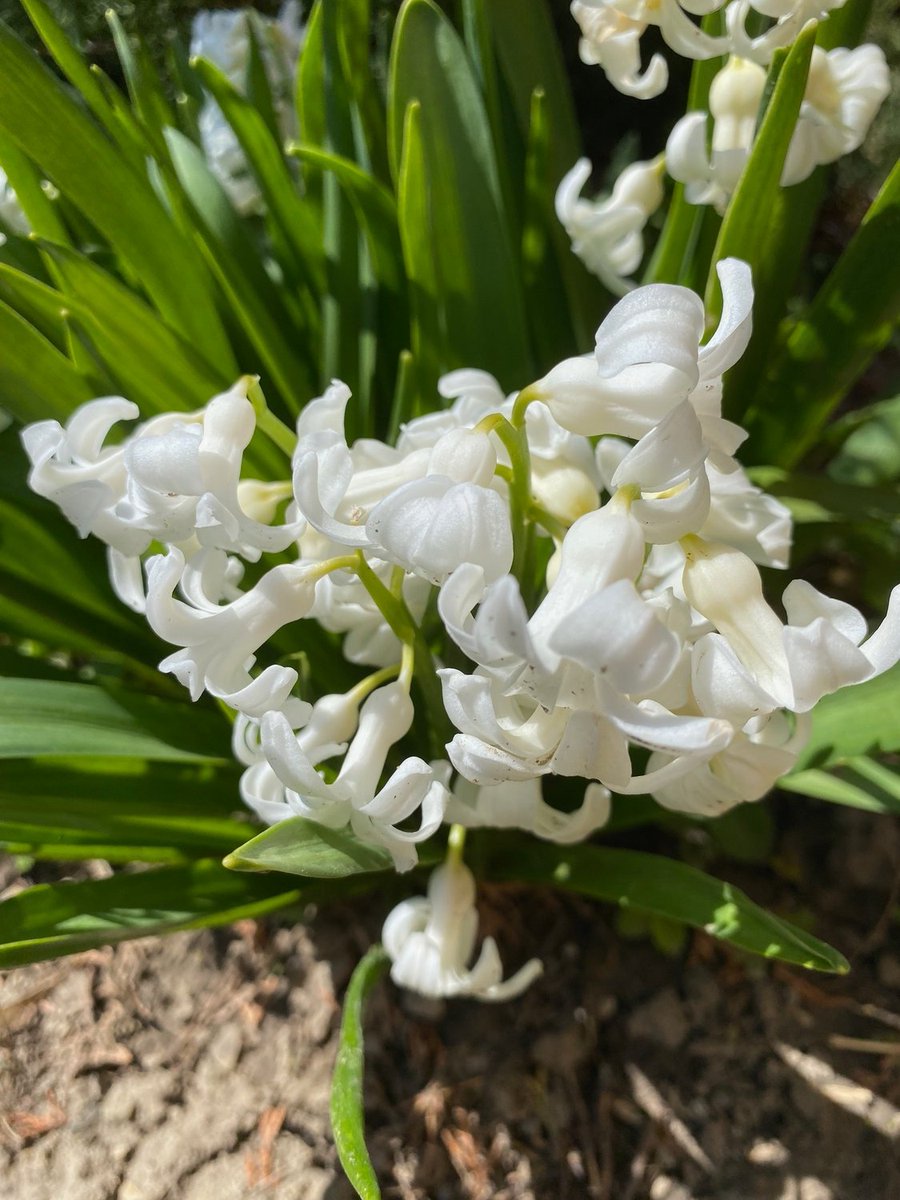 AdvancedBP's tweet photo. Hyacinth is a beautiful and fragrant spring flower that adds life to any garden. #flowers #garden #Hyacinth #abpstore https://t.co/58M6k8SopL https://t.co/7R6Ih0X9xg