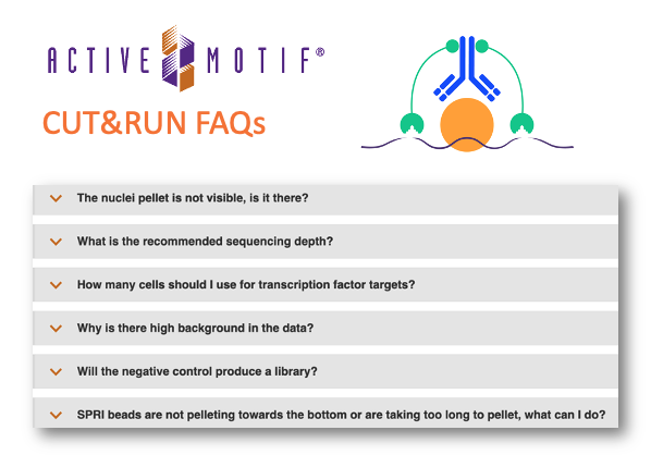 activemotif's tweet photo. Be successful using CUT&RUN with FAQs from the Experts at Active Motif ➡ https://t.co/bc1BYtc3tk
#epigenetics #genomics #transcriptomics #CUTnRUN https://t.co/gnY9bV16Qk