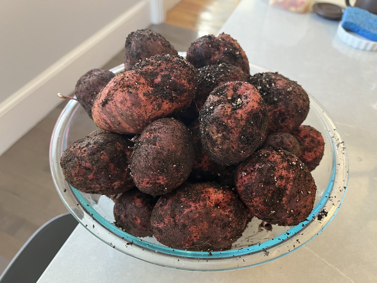I wish I could remember what my Irish grandmother called potatoes, but I don’t. Still sandy from the garden, these.