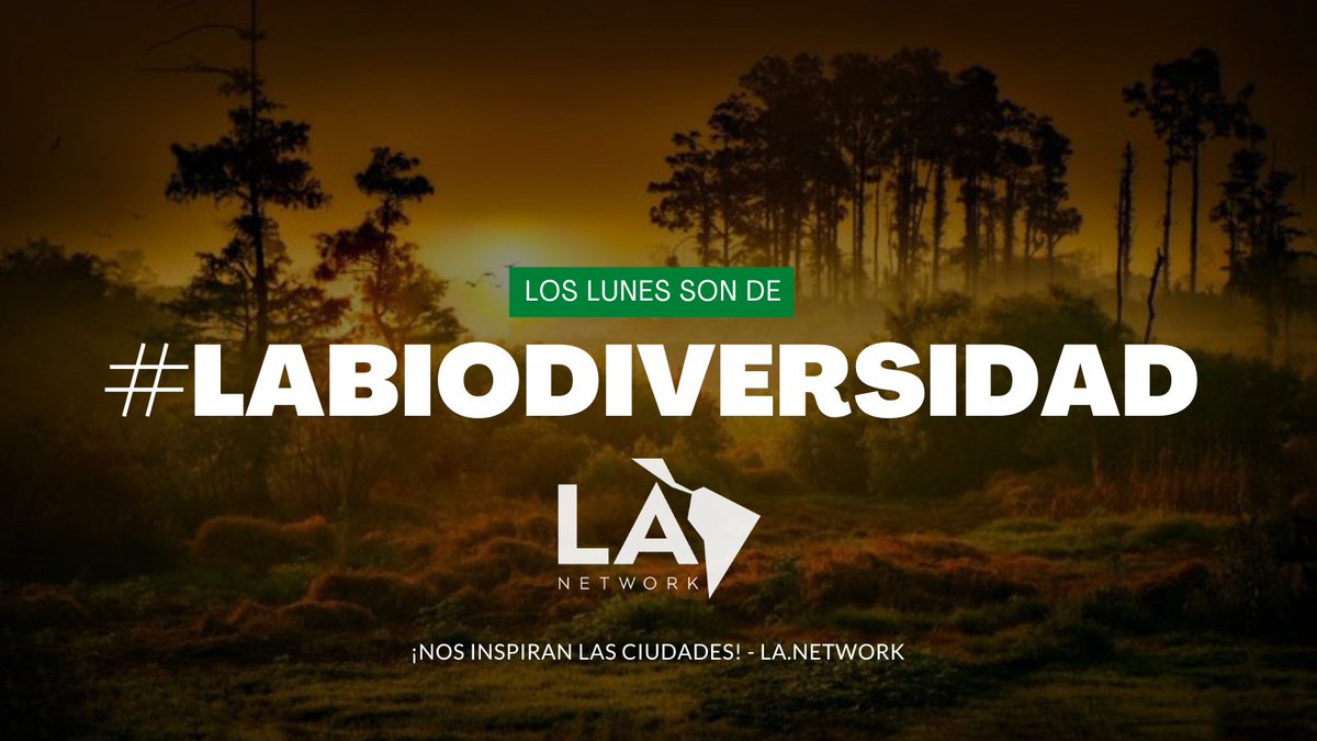 La_network's tweet photo. #LABiodiversidad es la diversidad de vida, la variedad de seres vivos que existen en el planeta y las relaciones que establecen entre sí y con el medio que los rodea. Es el resultado de millones de años de evolución. https://t.co/ik21JsTaOp