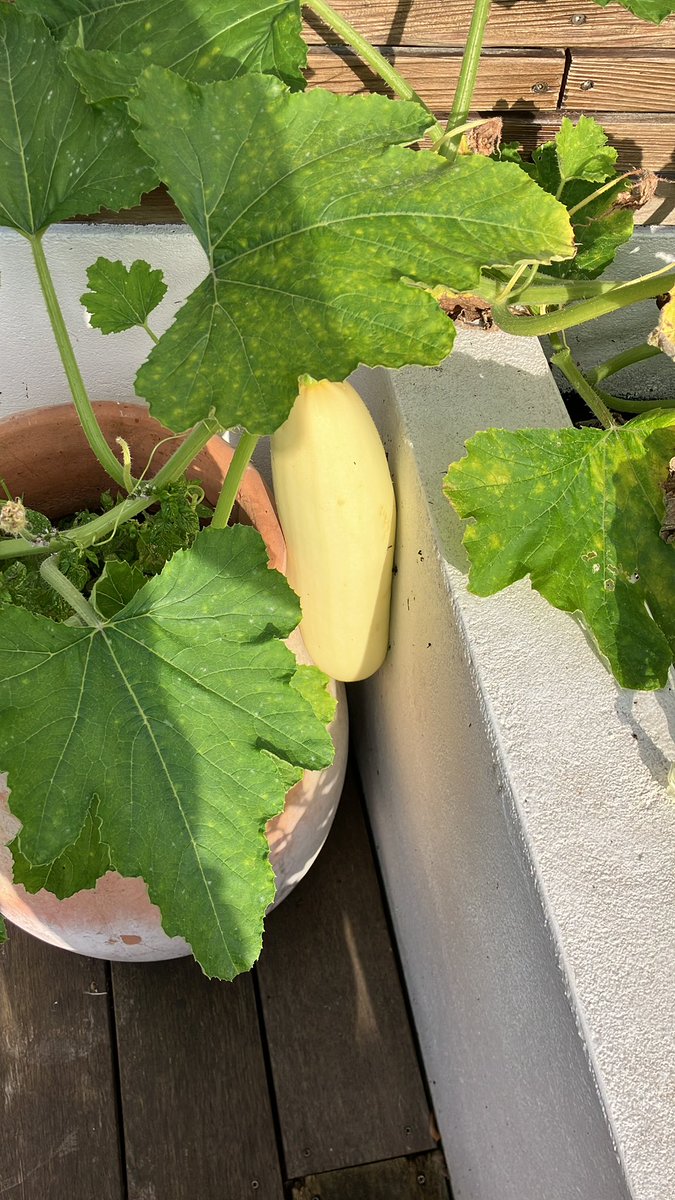 Can someone help! I bought a small plant which had a tag saying it was cucumber. This is what we’ve got, are they marrows? Or very large courgettes? And can I eat them yet? @gardenknowhow