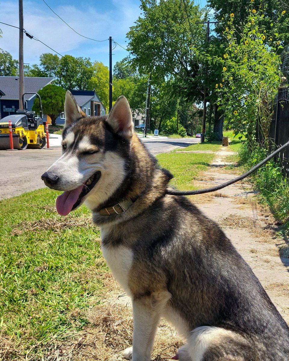 nikijonesagency's tweet photo. What a perfect way to relax after work! Melissa, an NJA graphic designer, took her dog for a scenic walk around the neighborhood and found some vibrant sunflowers 🌻 Beauty is all around us! #agencylife #afterworkactivities #flowersinbloom https://t.co/i9eDCTW8e1