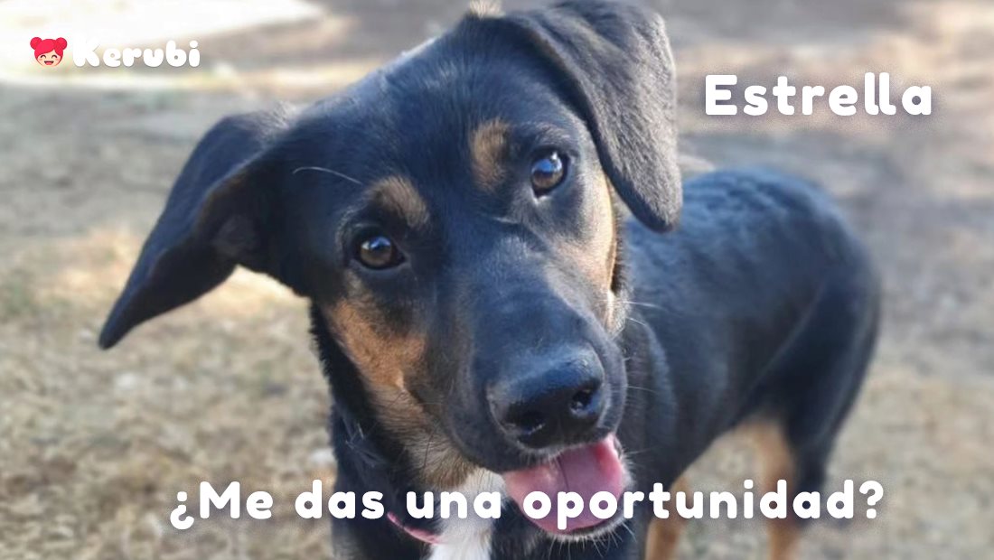 Soy  Estrella y es la segunda vez que me abandonan, tengo 8 meses, soy  alegre, juguetona, sociable con personas y perros. Te he convencido?  Contacta con mis ángeles Adopciones  Huellas Serranas contacto: 672771011 Adopciones.huellas.serranas@gmail.com