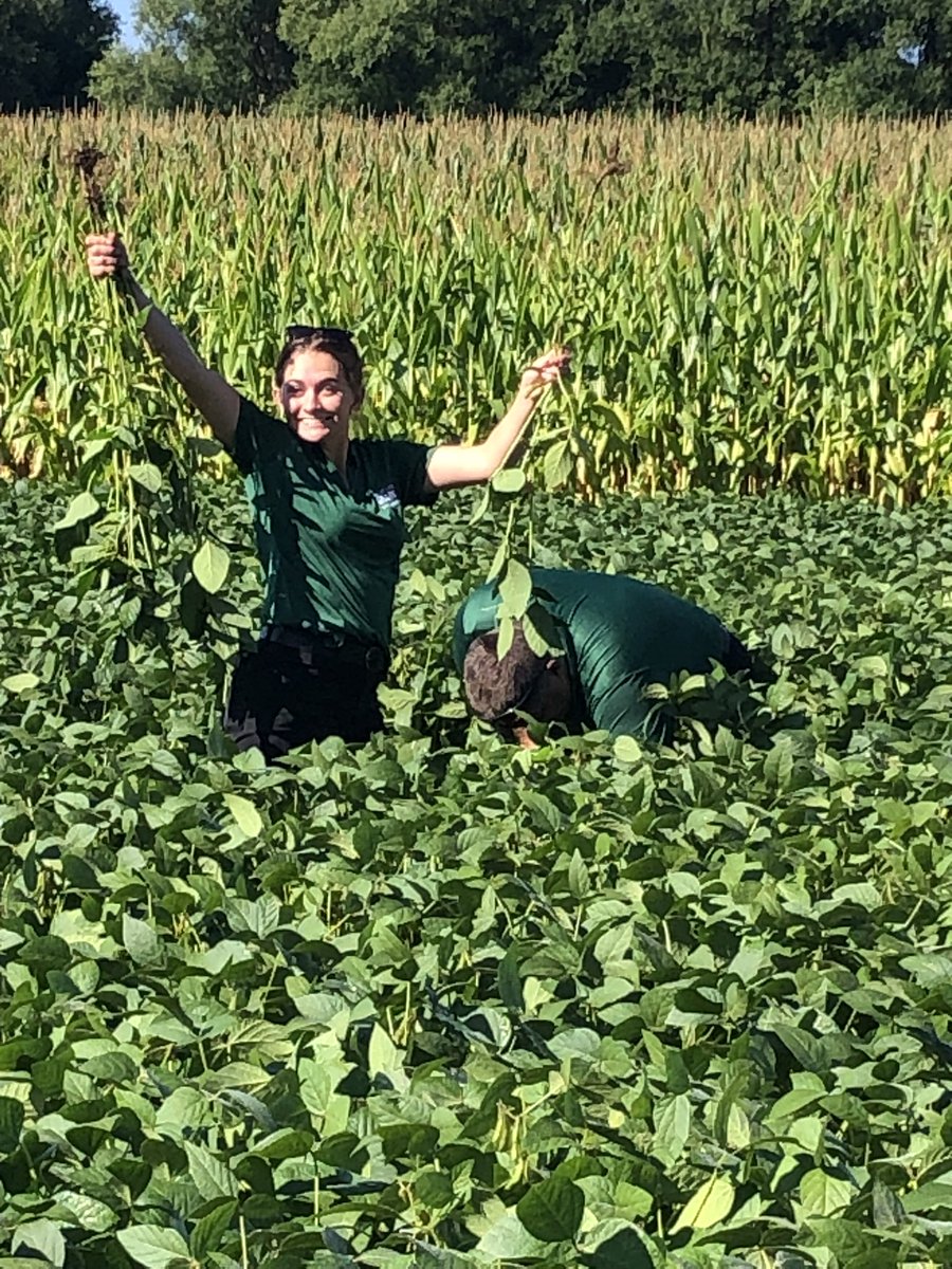 Our Harriston Agronomy Team started the Great Lake Grain Crop Assessment Tour this morning. #GLGTour2023 🌽🌞😁