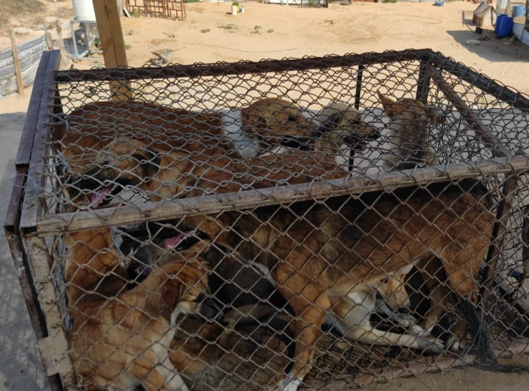 We collected a number of stray dogs from different places in #Gaza City recently, some of which are mothers with their puppies!

The dogs are now safe in our #dogshelter

🆘️🙏🐕🐈
paypal.me/HelpStreetAnim…

#Stop_Killing_Street_Dogs
#cats #dogs #puppy #adoptdontshop