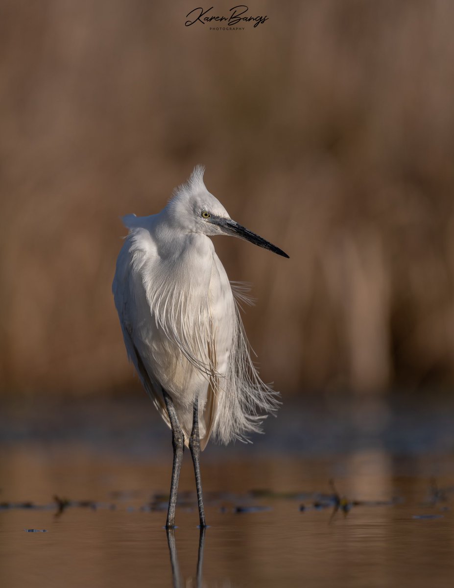 Karen Bangs Photography tweet media