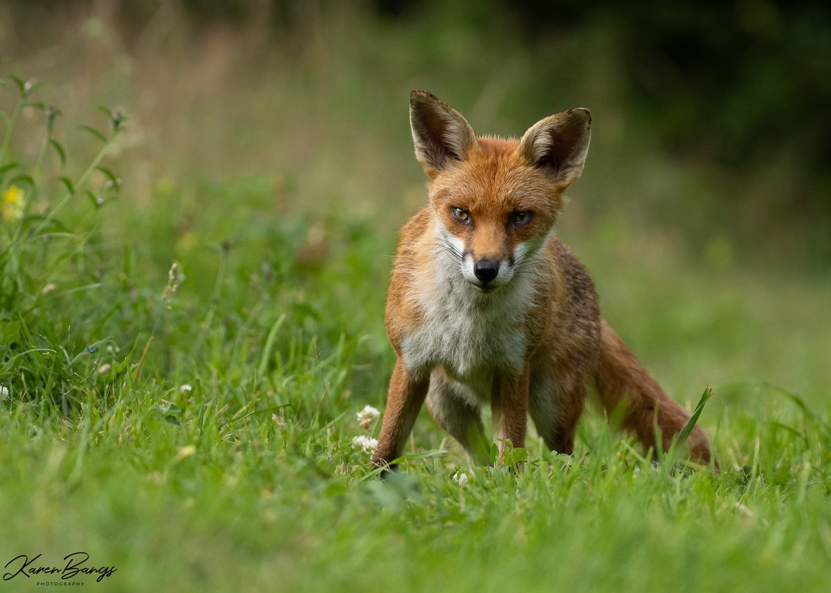 Inquisitive fox. @WildlifeMag @BBCEarth @BBCCountryfile @BBCSpringwatch