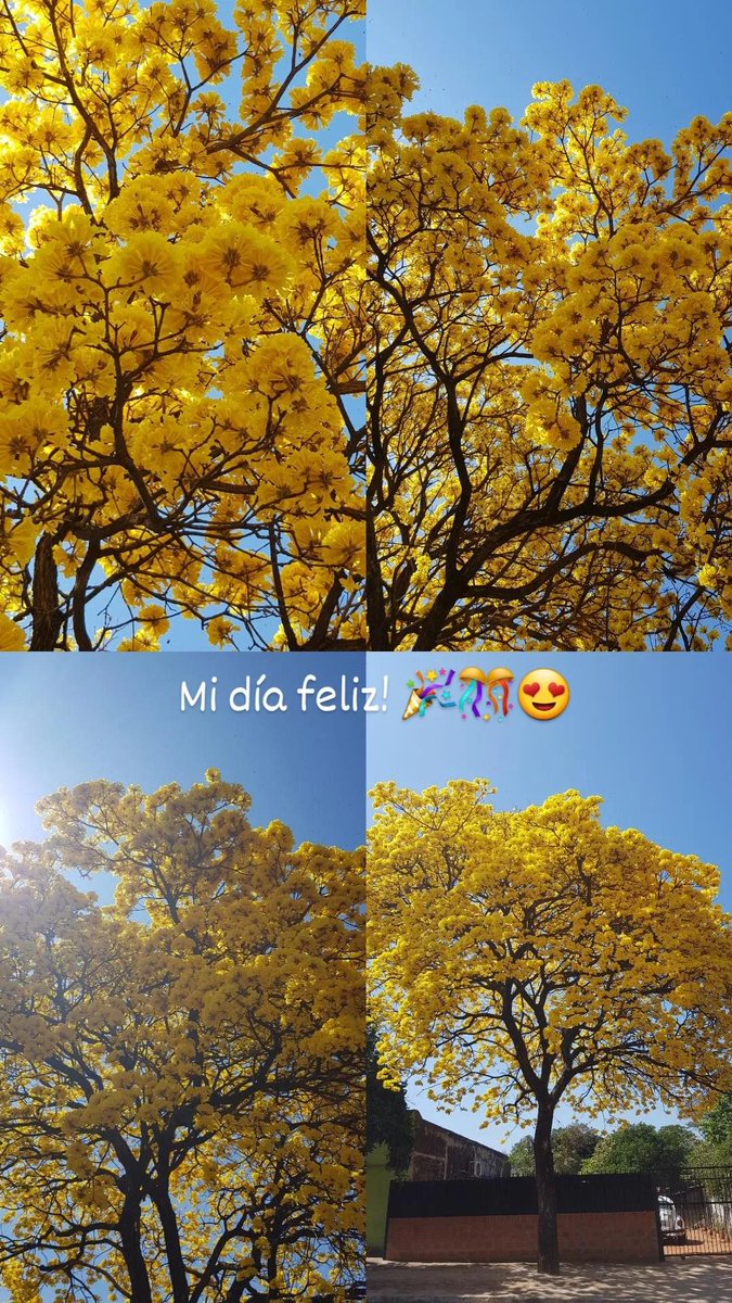 sandrita2877's tweet photo. #lapacho #lapachoamarillo #tajy #nature #flores #Flowers https://t.co/JRjylWAyrC