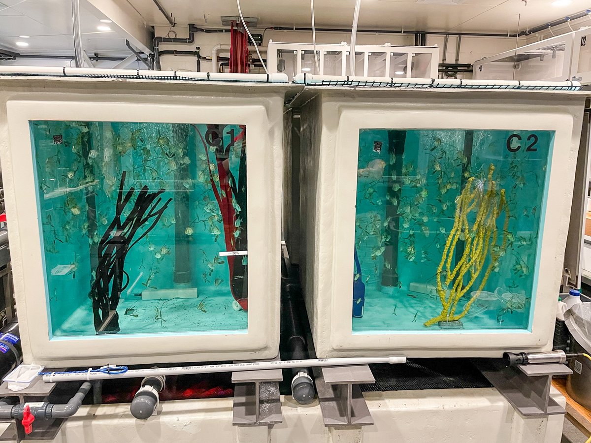 NEAQ's tweet photo. Fact: Breeding and raising fish is both an art + a science! 🐟
Through our #SustainableBreedingProgram we have 88 #lookdowns in the Giant Ocean Tank + we’ve shipped 788 lookdowns to different institutions across the country!
Read more our program here: https://t.co/hqNb7t4OV5 https://t.co/sy5NGfNZAG