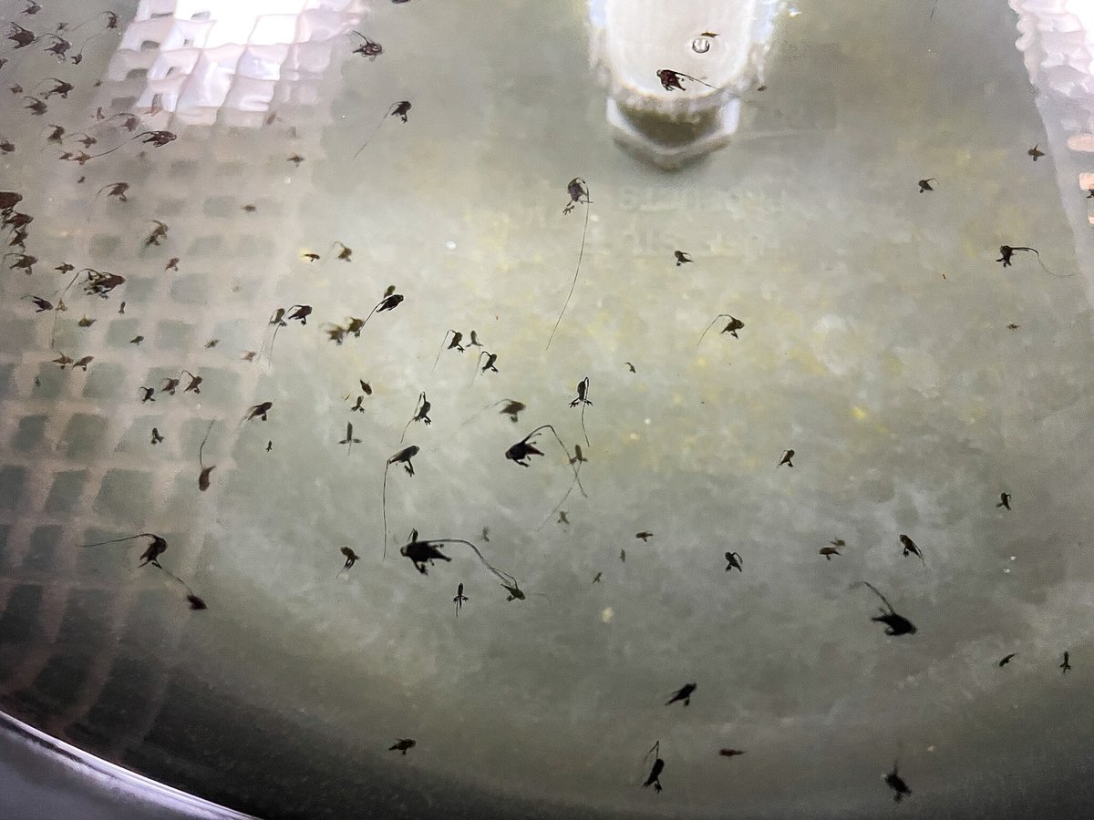 NEAQ's tweet photo. Fact: Breeding and raising fish is both an art + a science! 🐟
Through our #SustainableBreedingProgram we have 88 #lookdowns in the Giant Ocean Tank + we’ve shipped 788 lookdowns to different institutions across the country!
Read more our program here: https://t.co/hqNb7t4OV5 https://t.co/sy5NGfNZAG