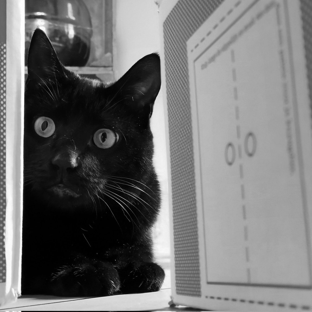 PoesAllan's tweet photo. Peekaboo! Is it Friday yet? ~Allan Poes
#CatsOfTwitter #cats #panfursquad #blackcatsrule #BlackCats #MondayMood https://t.co/LnEBVxWkXS